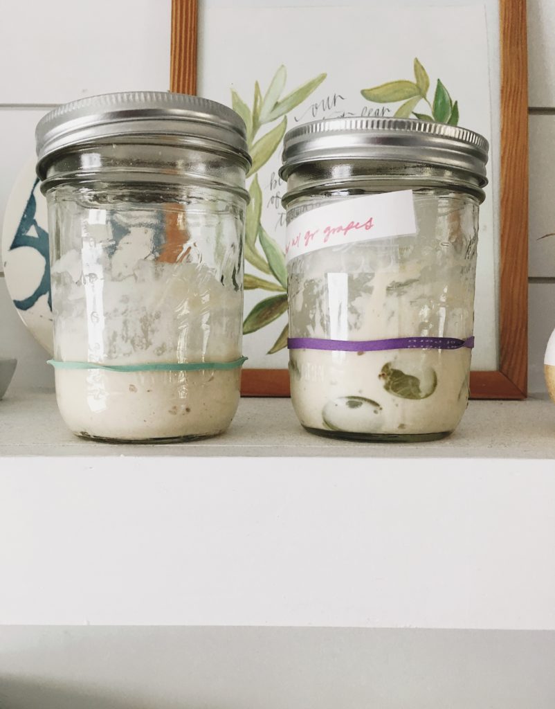 Side by side comparison of feeding a sourdough starter with grapes