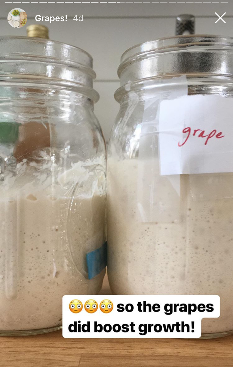 Feeding a Sourdough Starter Grapes an Experiment Go Eat Your Bread With Joy